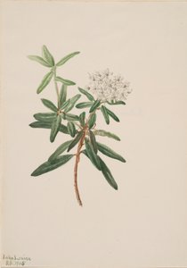拉布拉多茶 Ledum groenlandicum, 1905. 作者 玛丽·沃克斯·沃尔科特