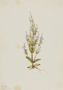 梯状龙胆 Gentiana acuta, 1916. 作者 玛丽·沃克斯·沃尔科特