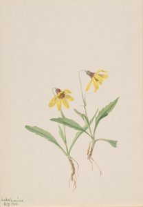 路易斯湖山金车 山金车路易斯安那州，1905年。 作者 玛丽·沃克斯·沃尔科特