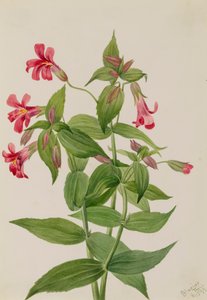 Lewis Monkey Flower Mimulus lewisii, 1899. 作者 玛丽·沃克斯·沃尔科特