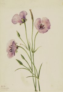 丁香马利珀萨（Calochortus splendens） 作者 玛丽·沃克斯·沃尔科特