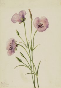 Lilac Mariposa Calochortus splendens, 1926. 作者 玛丽·沃克斯·沃尔科特
