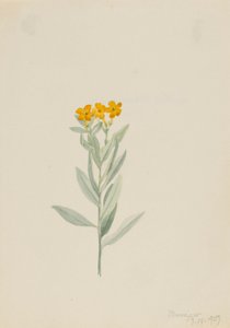 Lithospermum canescens 作者 玛丽·沃克斯·沃尔科特