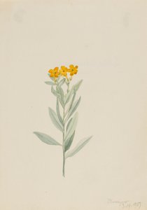 Lithospermum canescens, 1907. 作者 玛丽·沃克斯·沃尔科特