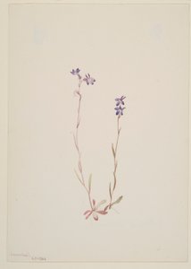 Lobelia Kalmii 作者 玛丽·沃克斯·沃尔科特