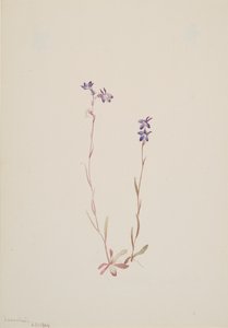 Lobelia Kalmii, 1904. 作者 玛丽·沃克斯·沃尔科特