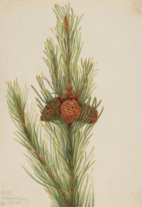 落叶松（Pinus Contorta murrayana） 作者 玛丽·沃克斯·沃尔科特