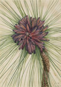 长叶松 Pinus palustris, 1929.
