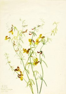 莲花 作者 玛丽·沃克斯·沃尔科特