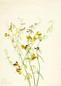 Lotus puberulus, 1935. 作者 玛丽·沃克斯·沃尔科特