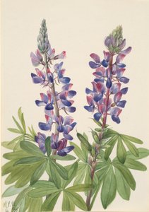 羽扇豆 Lupinus fornosus, 1935. 作者 玛丽·沃克斯·沃尔科特
