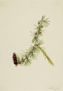 莱尔落叶松（Larix lyallii） 作者 玛丽·沃克斯·沃尔科特