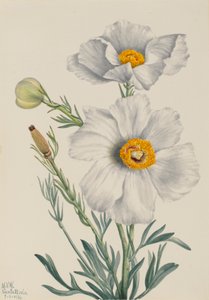 Matilija Poppy Romneya coulteri, 1931.