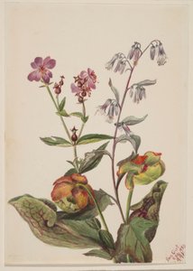 草地美人（Rhexia virginica）、响尾蛇狍（Nabalus albus）、垂盆草（Sarracenia purpurea） 作者 玛丽·沃克斯·沃尔科特