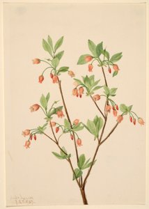 蝶形花（Menziesea glabella)