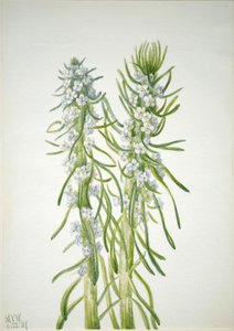 矿工蜡烛（Oreocarya virgata） 作者 玛丽·沃克斯·沃尔科特