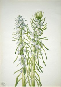 矿工的蜡烛 Oreocarya virgata, 1937. 作者 玛丽·沃克斯·沃尔科特