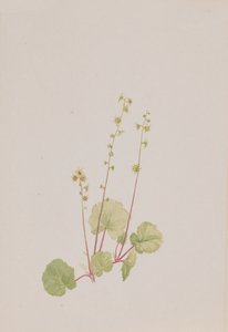 米泰拉裸体，约1900-1920年。 作者 玛丽·沃克斯·沃尔科特