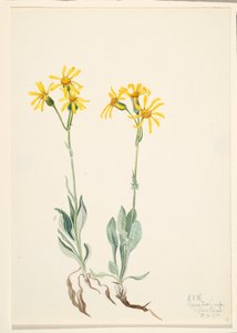 Montana Parnassia Parnassia montanesis, 1920. 作者 玛丽·沃克斯·沃尔科特