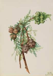 蒙特利柏树（Cupressus macrocarpa） 作者 玛丽·沃克斯·沃尔科特