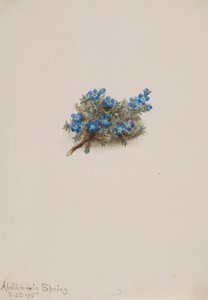勿忘我苔藓（Eritichum elongatum） 作者 玛丽·沃克斯·沃尔科特