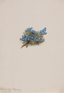 Moss Forget-me-not Eritichum elongatum, 1915. 作者 玛丽·沃克斯·沃尔科特