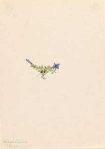 苔龙胆（Gentiana prostrata） 作者 玛丽·沃克斯·沃尔科特