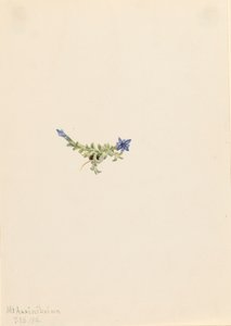 苔藓龙胆 Gentiana prostrata, 1916. 作者 玛丽·沃克斯·沃尔科特