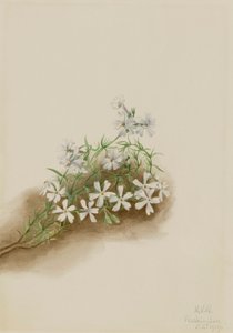 Moss Pink Phlox subulate, 1919. 作者 玛丽·沃克斯·沃尔科特