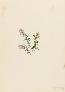 山地红莓 Vaccinium vitisidaea minus, 1907. 作者 玛丽·沃克斯·沃尔科特