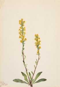 Mountain Goldenrod Solidago oreophila, 1921. 作者 玛丽·沃克斯·沃尔科特