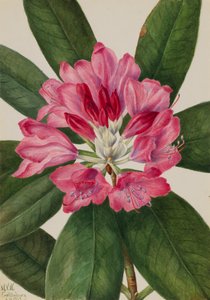 山地玫瑰-海湾Rhododendron catawbiense，1932。 作者 玛丽·沃克斯·沃尔科特