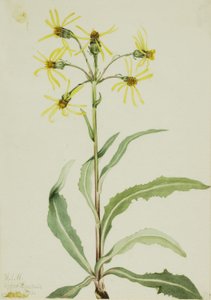 哀悼草（Senecio lugens） 作者 玛丽·沃克斯·沃尔科特