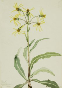 Mourning Groundsel Senecio lugens, 1921. 作者 玛丽·沃克斯·沃尔科特