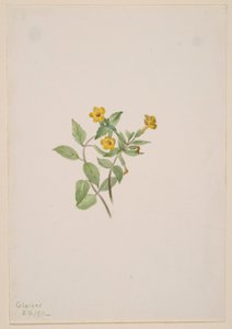麝香花（Mimulus moschatus） 作者 玛丽·沃克斯·沃尔科特