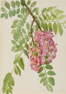 新墨西哥蝗虫 Robinia neomexicana, 1938. 作者 玛丽·沃克斯·沃尔科特