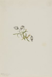 点头金雀花（Lychnis apetala） 作者 玛丽·沃克斯·沃尔科特