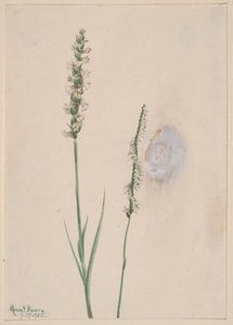 点头的女人--发丝 Ibidium cernum, 1905. 作者 玛丽·沃克斯·沃尔科特