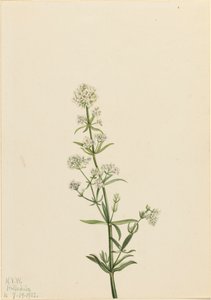 Northern Bedstraw Galium boreale, 1922. 作者 玛丽·沃克斯·沃尔科特
