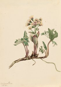 Northern Butterbur Petasites hyperboreus, 1916. 作者 玛丽·沃克斯·沃尔科特