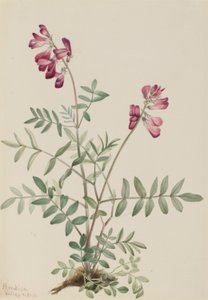 北海鳕（Hedysarum boreale） 作者 Mary Vaux Walcott