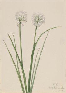 北葱 作者 玛丽·沃克斯·沃尔科特