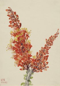 芨芨草 作者 玛丽·沃克斯·沃尔科特