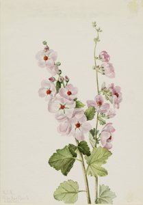 橙眼锦葵（Sphaeralcea davidsonii） 作者 玛丽·沃克斯·沃尔科特
