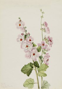橙眼球状葵 Sphaeralcea davidsonii, 1926. 作者 玛丽·沃克斯·沃尔科特