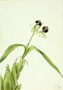 兰花（Epidendrum cochleatum） 作者 玛丽·沃克斯·沃尔科特