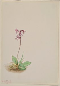 兰花（Orchis rotundifolia） 作者 玛丽·沃克斯·沃尔科特
