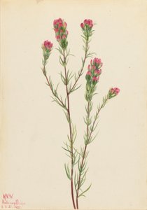 猫头鹰三叶草（Orthocarpus tenuifolius） 作者 玛丽·沃克斯·沃尔科特