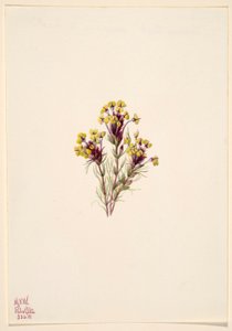 猫头鹰三叶草（Orthocarpus erianthus） 作者 玛丽·沃克斯·沃尔科特