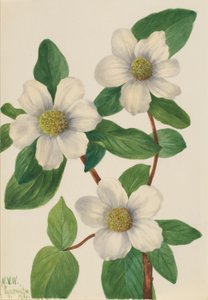 山茱萸 作者 玛丽·沃克斯·沃尔科特